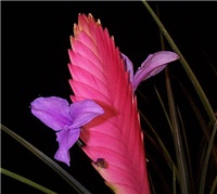 ccc3c6a3-tillandsia 2.jpg
